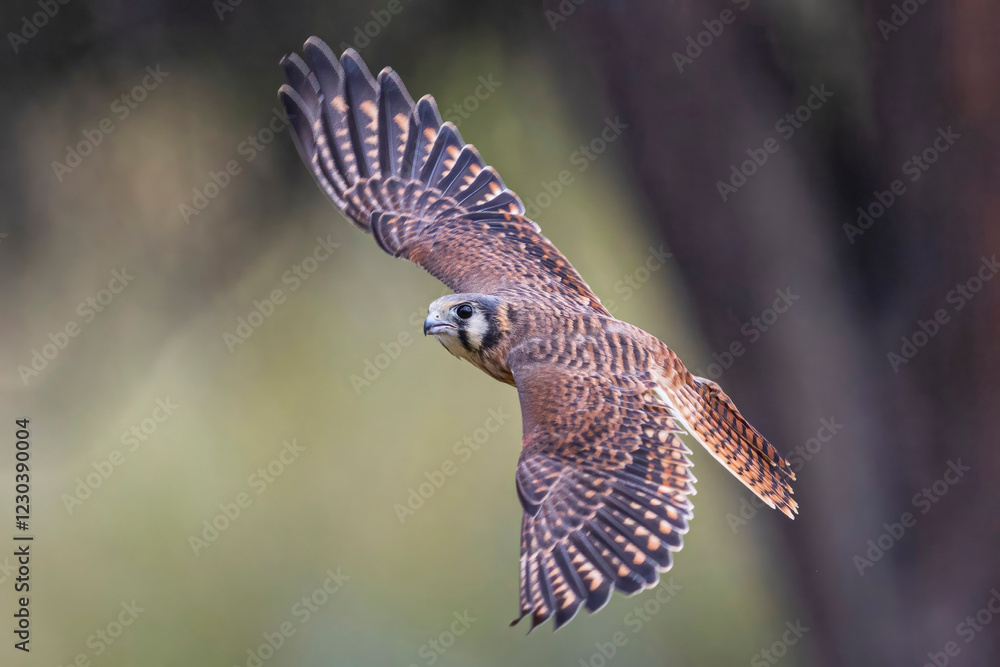 A wild kestrel in a field in Colorado.