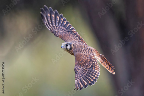 Obraz na płótnie A wild kestrel in a field in Colorado. w salonie