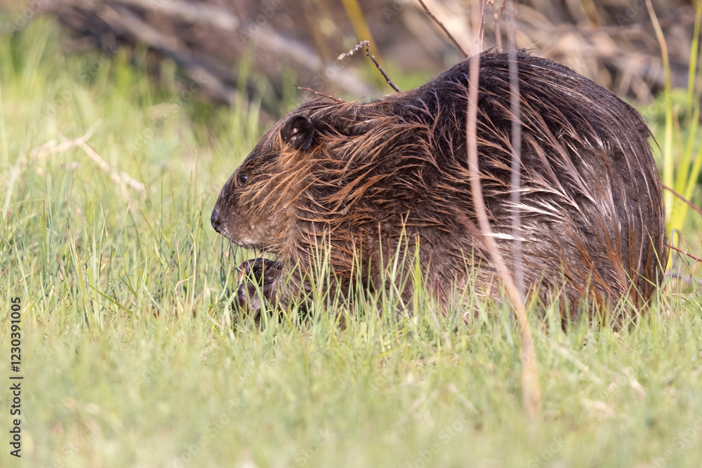 Wild beaver in Grand Teton National Park in Wyoming.