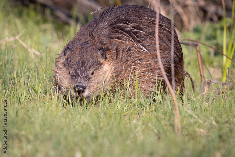 Wild beaver in Grand Teton National Park in Wyoming.