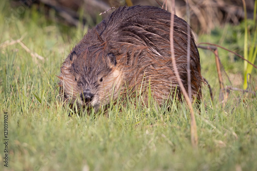 Obraz na płótnie Wild beaver in Grand Teton National Park in Wyoming. w salonie
