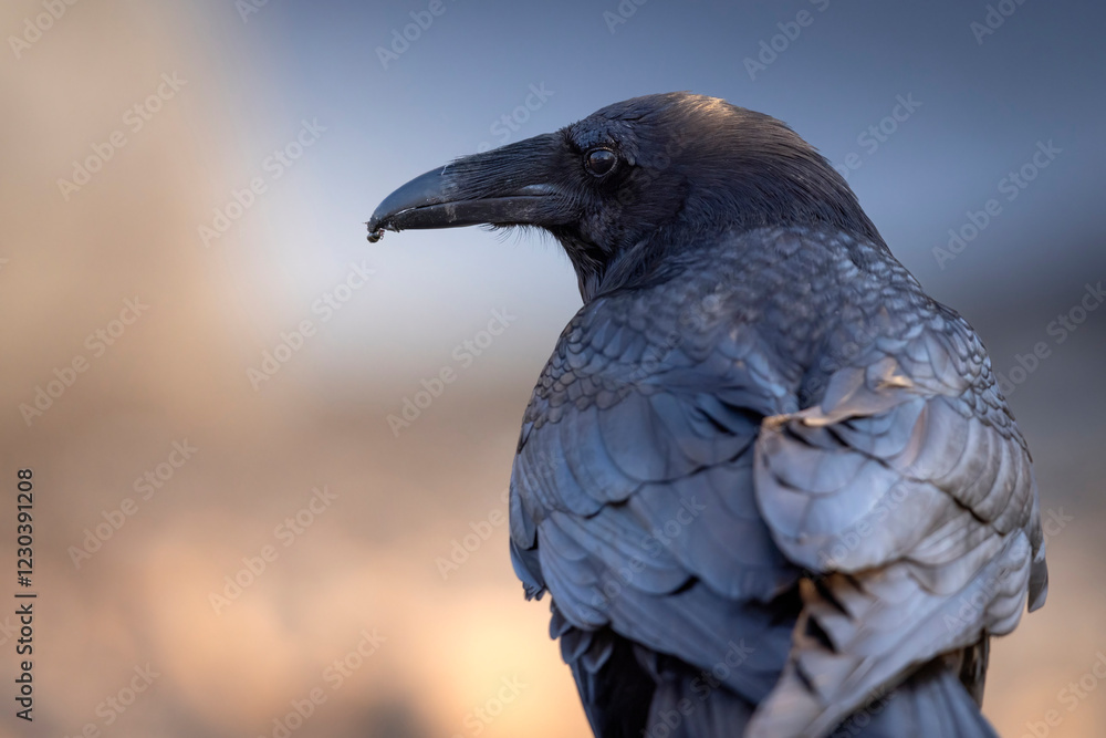 A wild raven in Grand Teton National Park in Wyoming.