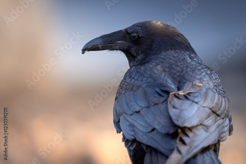 Obraz na płótnie A wild raven in Grand Teton National Park in Wyoming. w salonie