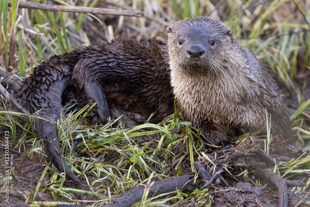 Wild river otters in Grand Teton National Park in Wyoming. Wild river otters in Grand Teton National Park in Wyoming.