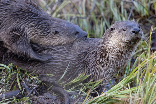 Wild river otters in Grand Teton National Park in Wyoming.