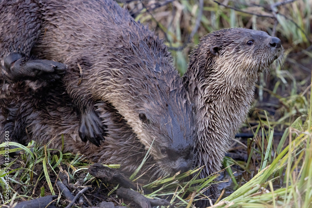 Wild river otters in Grand Teton National Park in Wyoming.