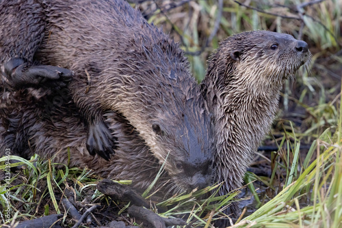 Obraz na płótnie Wild river otters in Grand Teton National Park in Wyoming. w salonie