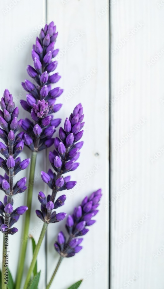 Obraz premium Lavender flowers with subtle colors and soft textures against a white wooden background, subtle, grain