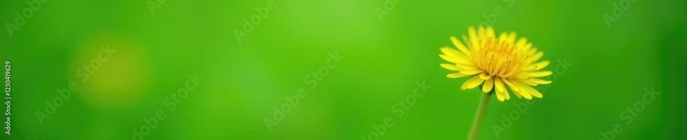 A single bright yellow dandelion flower against a soft green background, flower, botanical A single bright yellow dandelion flower against a soft green background, flower, botanical