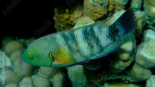 Broomtail wrasse (Cheilinus lunulatus) undersea, Red Sea, Egypt, Sharm El Sheikh, Montazah Bay photo