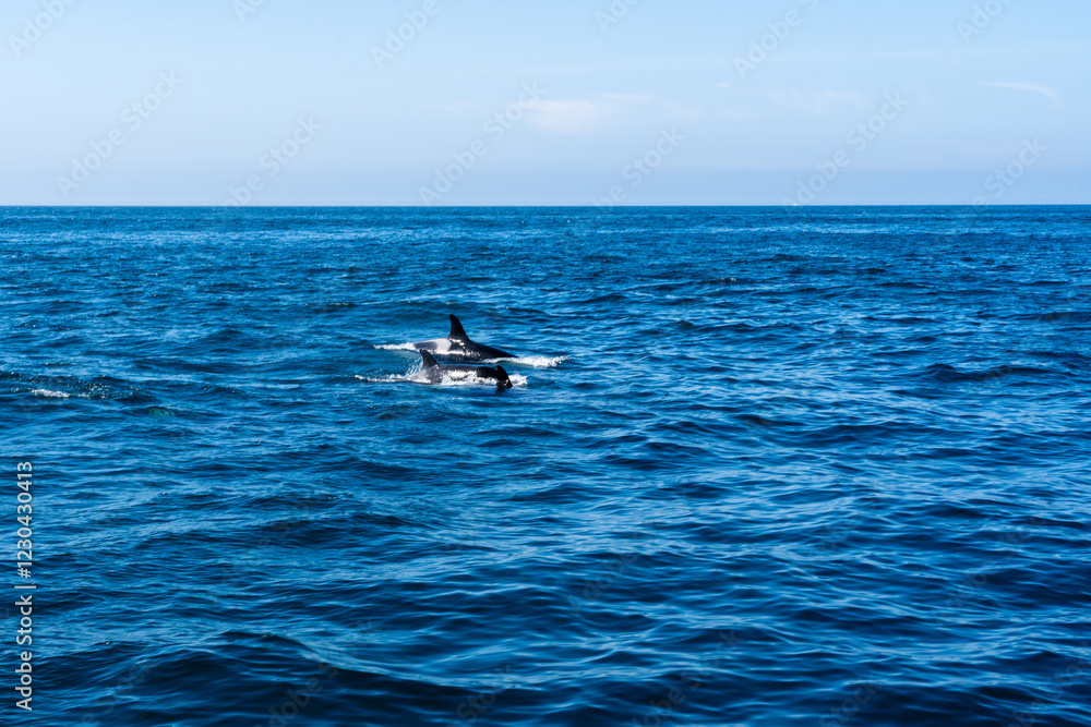 Drei Orcas schwimmen in der Bucht von ólafsvík vor der isländischen Küste und sind wunderbar zu beobachten