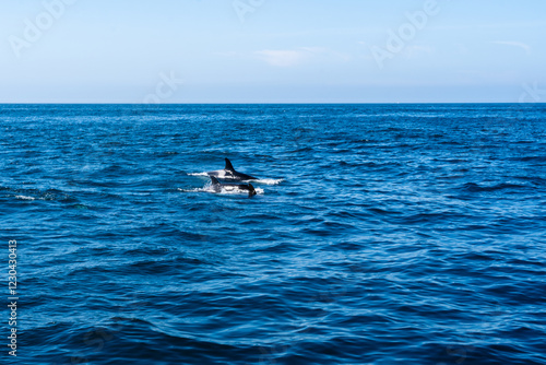 Drei Orcas schwimmen in der Bucht von ólafsvík vor der isländischen Küste und sind wunderbar zu beobachten photo