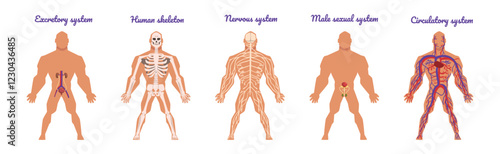Educative Anatomy with Body Inner System and Organ Vector Set