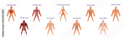 Educative Anatomy with Body Inner System and Organ Vector Set