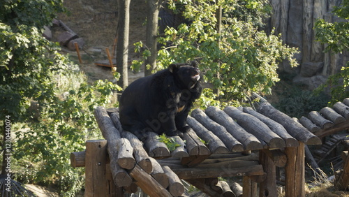 Himalayan bear, white-breasted bear, black Himalayan bear, black Ussuri bear in the zoo on a wooden crate photo