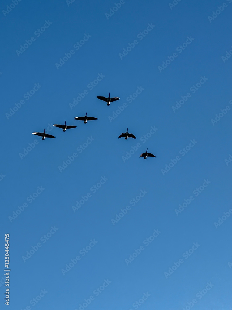 Canadian Geese Flying In A V With Light On Their Wings Canadian Geese Flying In A V With Light On Their Wings