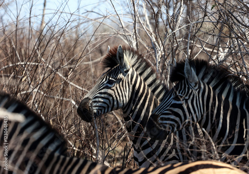 zebra in the wild - Kruger Park - South Africa
