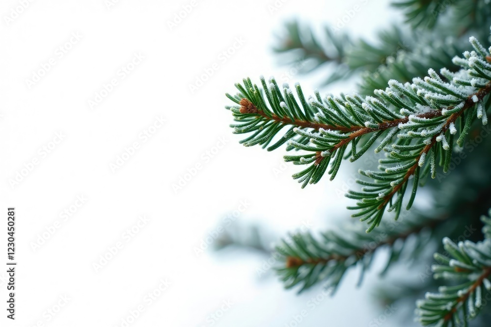 Frosty evergreen branches against white background, evergreen tree branches isolated, winter Frosty evergreen branches against white background, evergreen tree branches isolated, winter