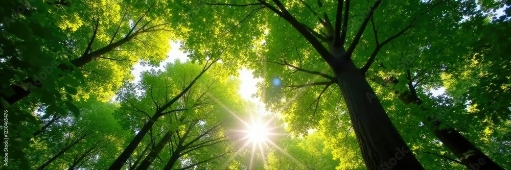 Fototapeta premium sunlight filtering through the leaves of a tall tree, forest, leaves, shade