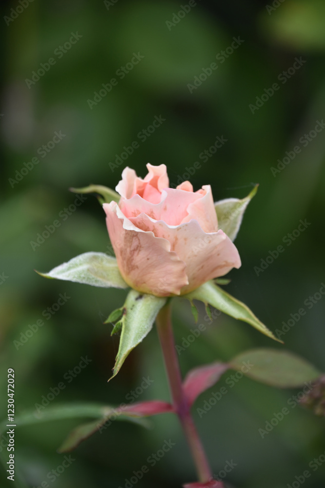 Pretty Pink Rose Budding and Beginning to Flower Pretty Pink Rose Budding and Beginning to Flower