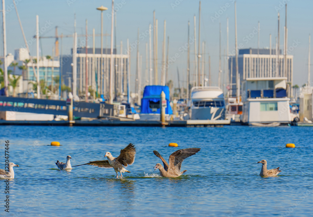 Obraz premium Birds in Water with Marina Background in Los Angeles