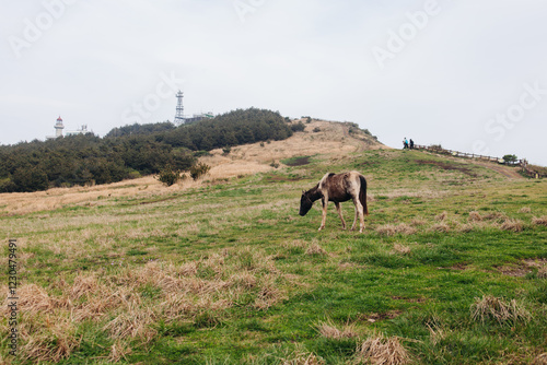 Udo Island, Jeju Island province, South Korea, Jeju-do, panoramic aerial view of coastline sea landscape in a sunny day, U-do Island, Soseom cow island, Jeju-si photo