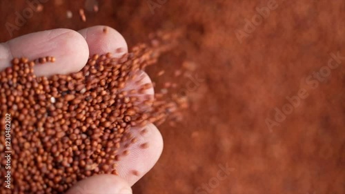 Macro video of finger millets. Close up of nachni kept on rotating disk.