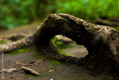 Wallpaper Mural TREE Torontodigital.ca