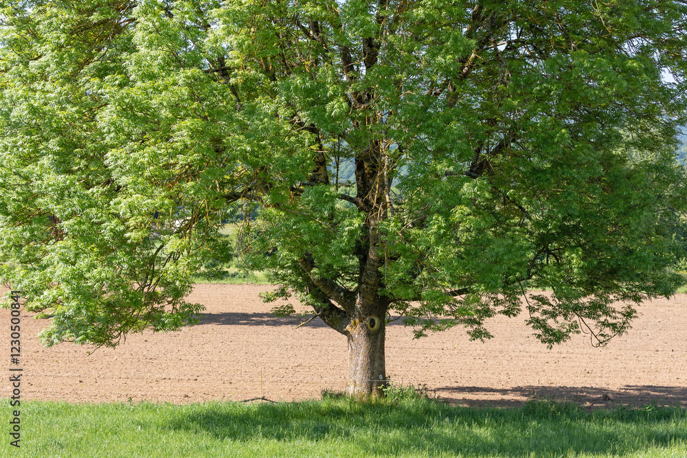 Leafy tree next to a plowed crop field
Leafy tree next to a plowed crop field
