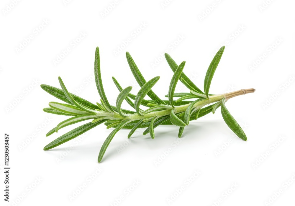 Fototapeta premium A fresh sprig of green rosemary with narrow leaves and a woody stem isolated on a white background