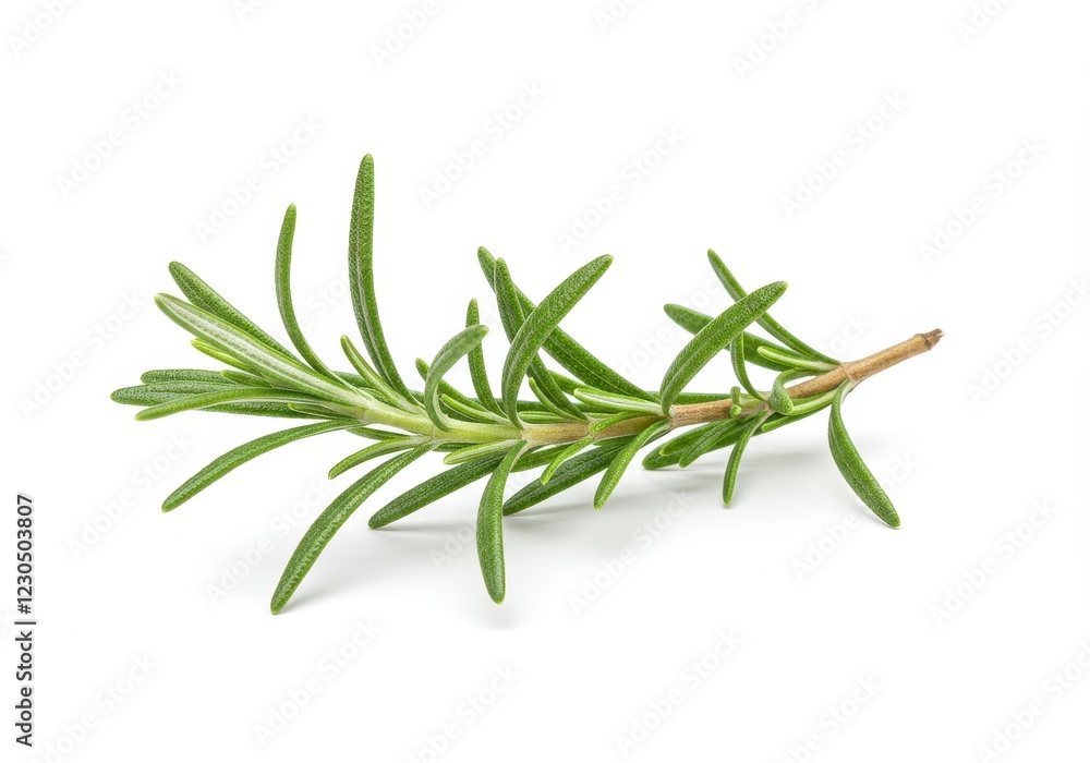 A fresh sprig of green rosemary with narrow leaves and a woody stem isolated on a white background A fresh sprig of green rosemary with narrow leaves and a woody stem isolated on a white background