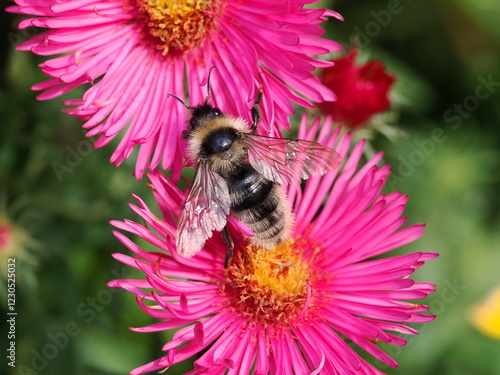 Trzmielec żółty (Bombus campestris) photo