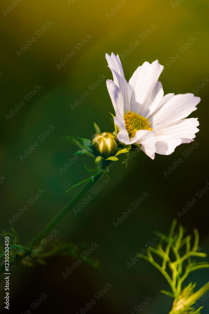 Obraz premium Blumenportrait