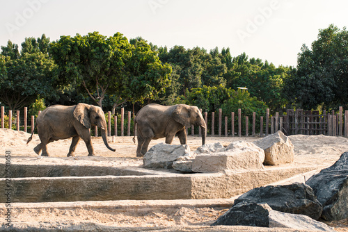 elephants in the zoo