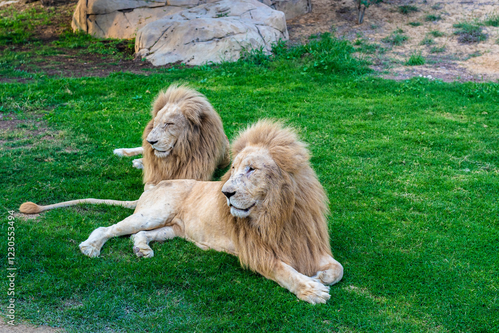 Fototapeta premium lion in zoo