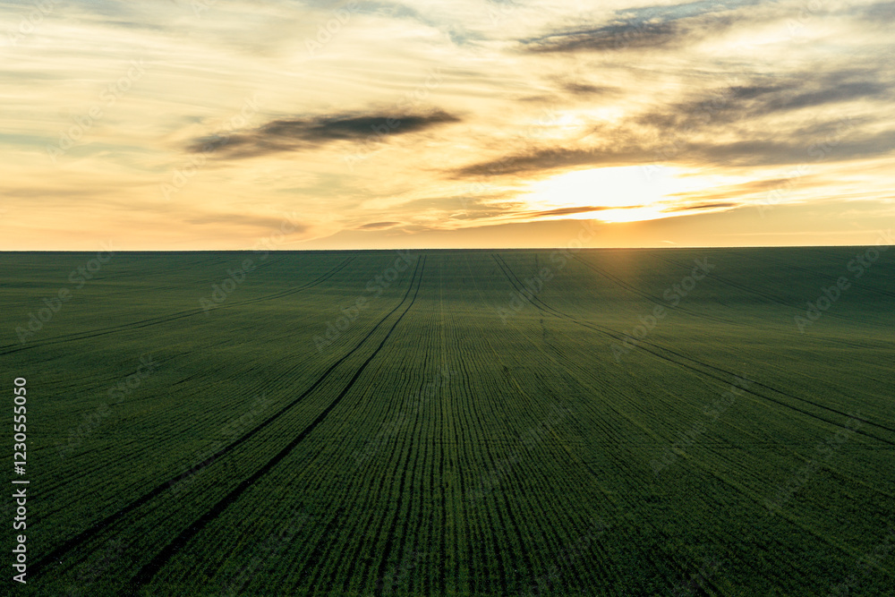 Obraz premium An extraordinarily beautiful sunset, a magical landscape on a green plain.
