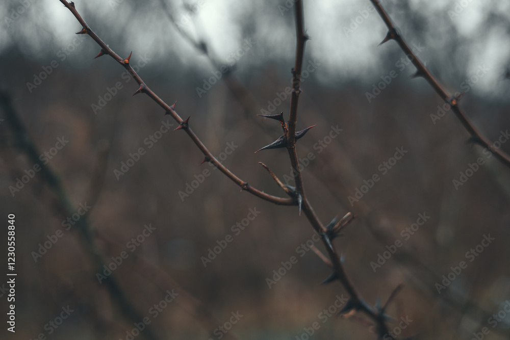 Close-up of acacia branches covered with large thorns, creating a natural barrier against potential threats against a blurred natural background. Acacia branches without leaves, but with thorns. Close-up of acacia branches covered with large thorns, creating a natural barrier against potential threats against a blurred natural background. Acacia branches without leaves, but with thorns.