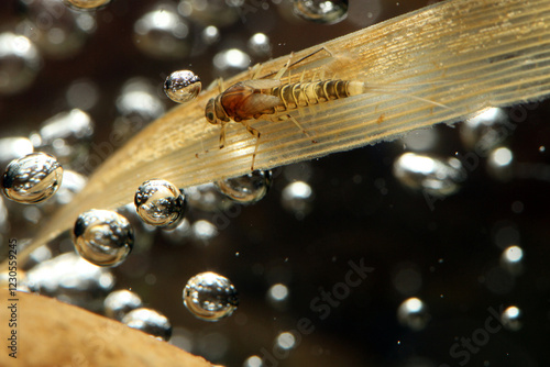 Mayfly nymph (Baetis sp.) clinging to a blade of dead grass in a trout stream. 