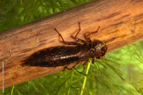 Dragonfly nymph (Aeshna sp.) underwater, sitting on a piece of dead wood in a pond, macro close-up, angle 2. 