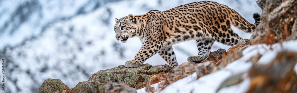 A snow leopard gracefully walks across a rocky ridge blanketed in snow, showcasing its unique spotted fur against the mountainous backdrop. The image captures its stealth and habitat A snow leopard gracefully walks across a rocky ridge blanketed in snow, showcasing its unique spotted fur against the mountainous backdrop. The image captures its stealth and habitat
