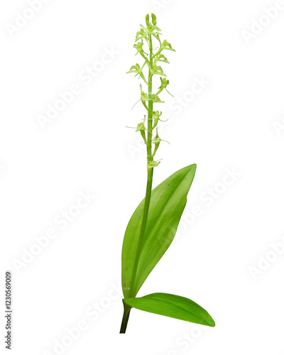 Liparis loeselii - Known as Loesel's Twayblade, Yellow Widelip Orchid, Bog Twayblade, and Fen Orchid - Native North American Wildflower Isolated photo