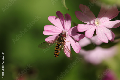 Syrphe à ceintures (Episyrphus balteatus)
Episyrphus balteatus on an unidentified flower or plant
 photo