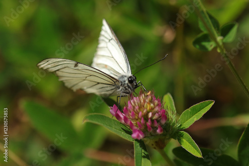 Gazé --- Piéride de l'aubépine (Aporia crataegi)
Aporia crataegi in its natural element
