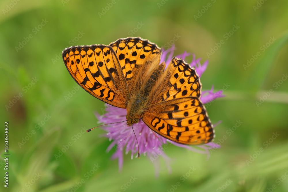 Moyen Nacré (Fabriciana adippe --- Argynnis adippe)
Fabriciana adippe --- Argynnis adippe on an unidentified flower or plant
Moyen Nacré (Fabriciana adippe --- Argynnis adippe)
Fabriciana adippe --- Argynnis adippe on an unidentified flower or plant