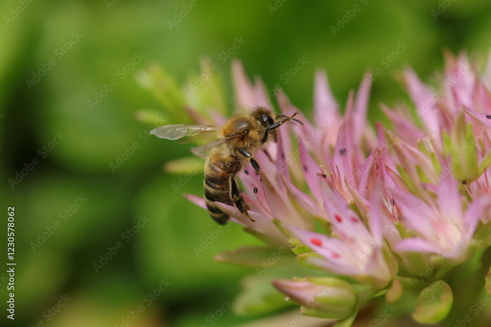 Abeille domestique --- Abeille mellifère (Apis mellifera)
Apis mellifera on an unidentified flower or plant
Abeille domestique --- Abeille mellifère (Apis mellifera)
Apis mellifera on an unidentified flower or plant