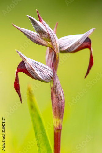 Exotic Serapias lingua orchid in natural green backdrop
