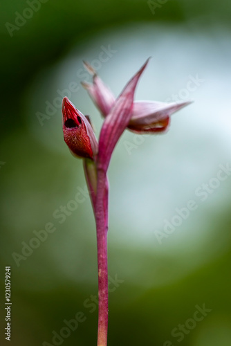 Close up of exotic Serapias orchid in lush green forest photo