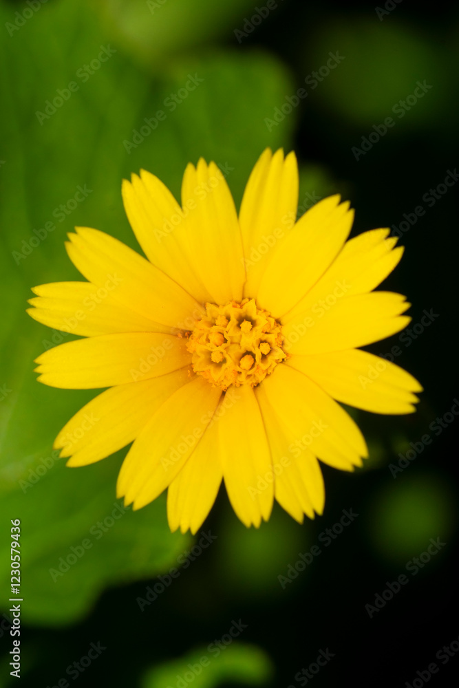 Close-Up of a Yellow Wildflower in Full Bloom Close-Up of a Yellow Wildflower in Full Bloom