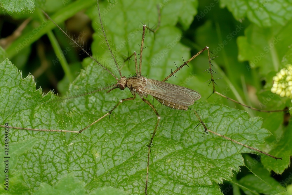 A mosquito is resting on the grass. Male and female mosquitoes primarily feed on nectar and plant juices, although many species also draw blood from animals A mosquito is resting on the grass. Male and female mosquitoes primarily feed on nectar and plant juices, although many species also draw blood from animals