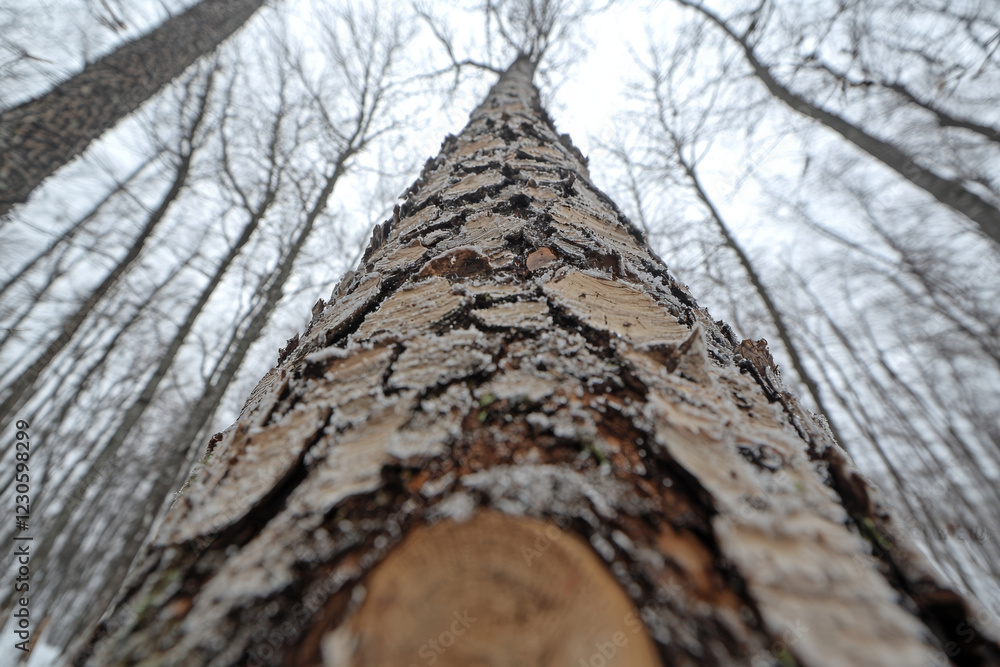 Winter tree trunk detail, frost-covered bark, upward view, forest background. Winter tree trunk detail, frost-covered bark, upward view, forest background.